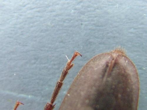 Arhopalus ferus